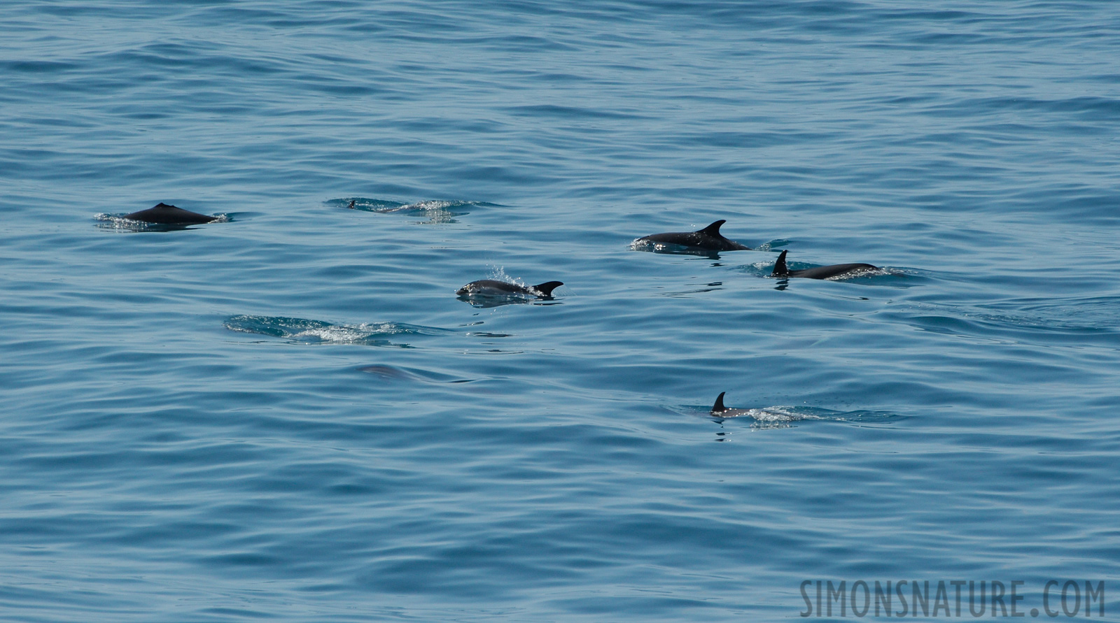 Lagenorhynchus acutus [300 mm, 1/5000 sec at f / 8.0, ISO 1600]